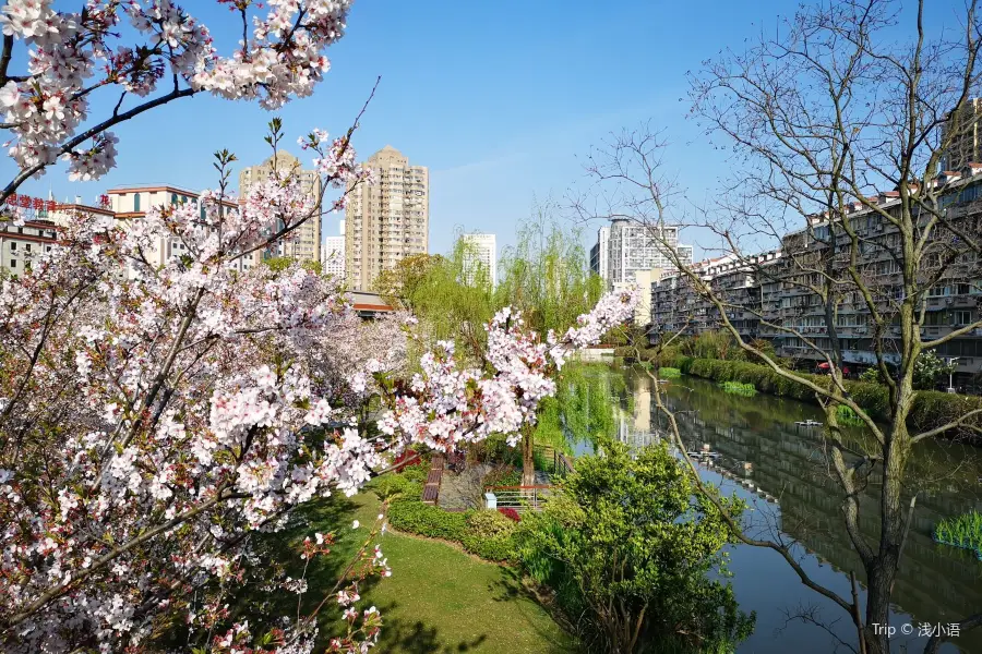 櫻花公園