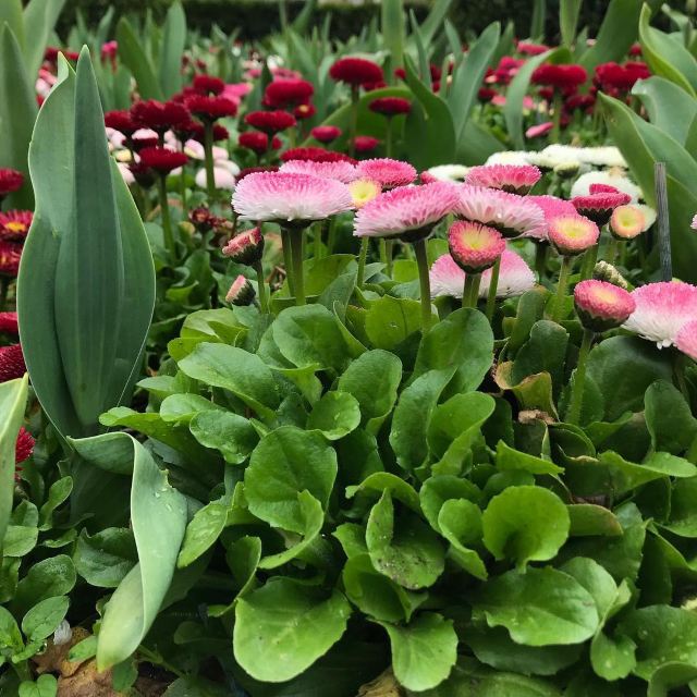 Kyoto Garden