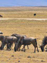 Aire de conservation du Ngorongoro