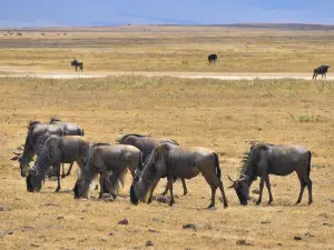 Zona de conservación de Ngorongoro