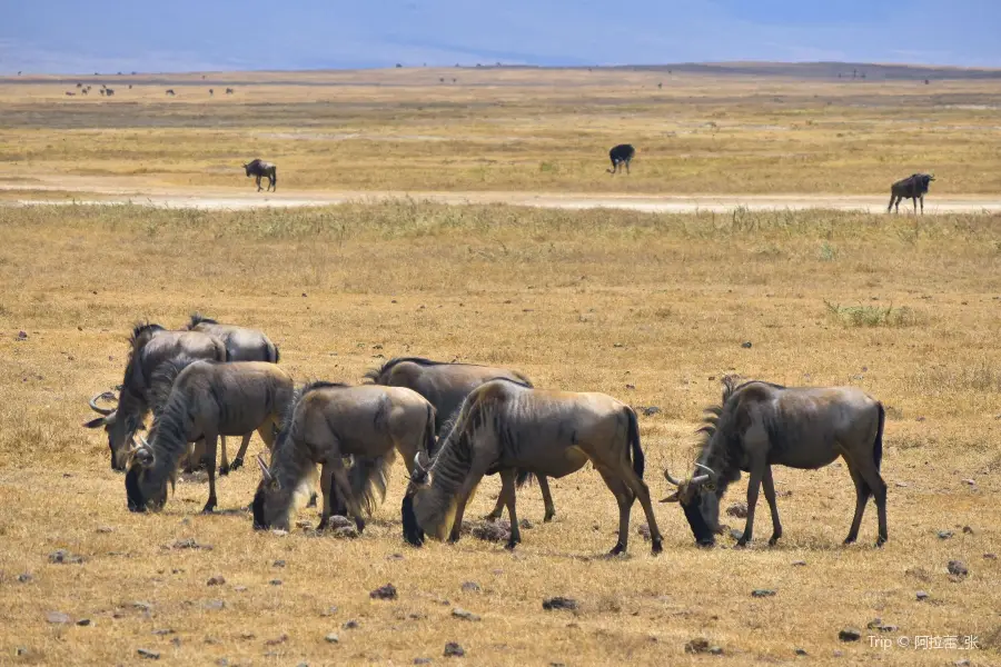 Area di conservazione di Ngorongoro