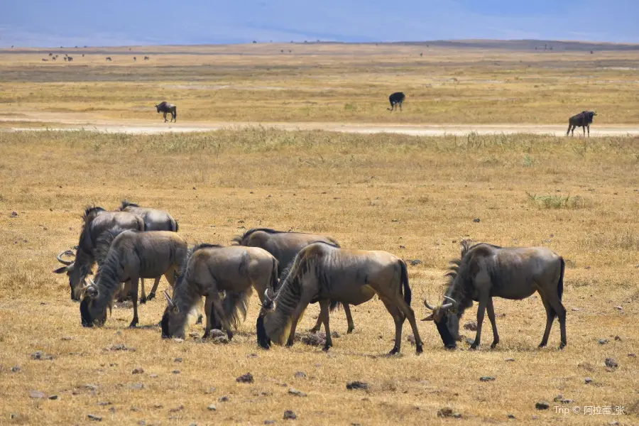 Aire de conservation du Ngorongoro