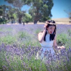 Emu Bay Lavender張用戶圖片