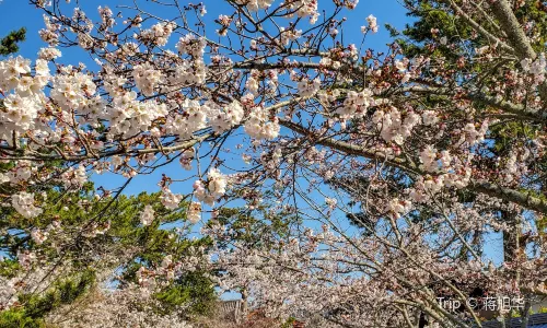 Horyu-ji