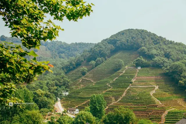Hangzhou Tea Picking