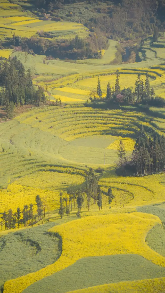 Rapeseed Flowers Viewing in Qujing