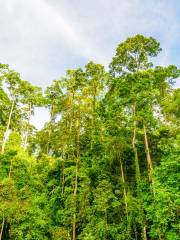 Xishuangbanna Tropical Rainforest Nature Reserve