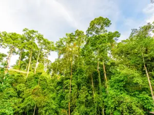 서쌍반나열대우림자연보호구