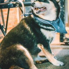 Inu Cafe User Photo