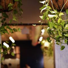 Ten Foot Henry User Photo