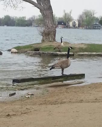 Wilcox Lake
