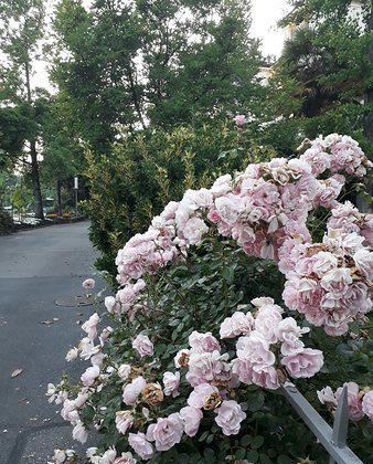 Lakeside Promenade Fleuri