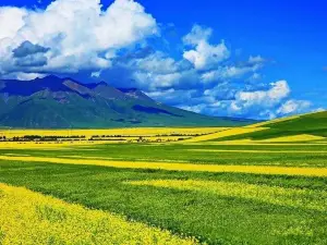 Rape Flower Observation Deck