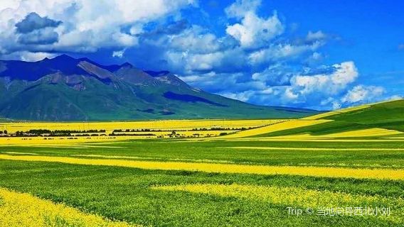 Rape Flower Observation Deck