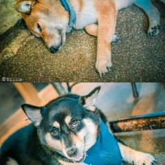 Inu Cafe User Photo