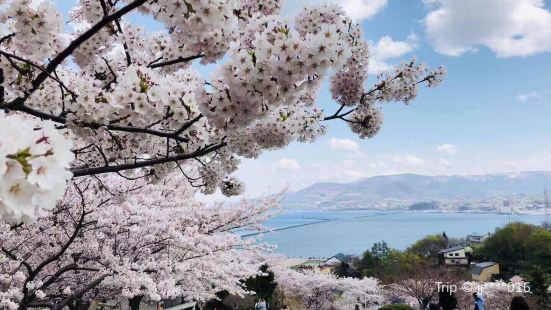 樱花的地位在日本是举足轻重的，在许多动漫里樱花甚至扮演着某些
