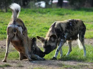 國家動物園及水族館