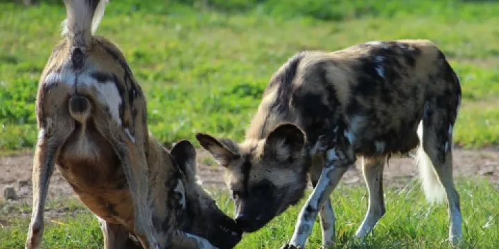 國家動物園及水族館