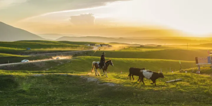 瓊庫什台紫花坡