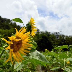 阳山县七拱镇木棉甘记农庄 User Photo