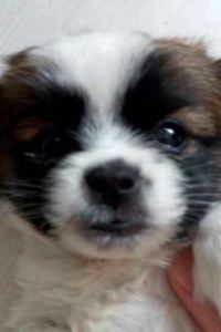 Jixiangruiqi 北京天倫松鶴大飯店優惠