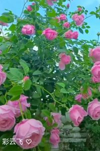 Caiyunfei555 成都索菲斯錦苑賓館優惠