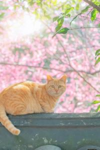 A. liming🦋 多倫吉嘉賓館優惠