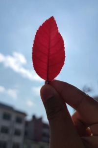 Heiyebudongzhoudemei 麗江玉龍涵舍予苑客棧優惠