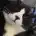 Yingdong