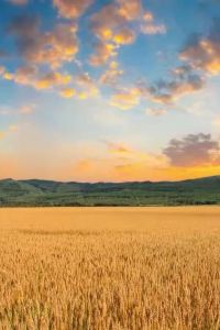 ℳঞᩚwangwang 北京朝陽悠唐皇冠假日酒店優惠