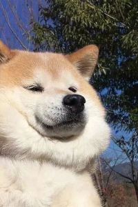 Chengzhinuomi 鳳凰清溪禪院優惠