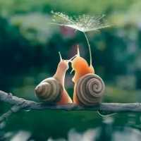 沅芷湘蘭