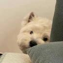 Huxianzaimangzhuozhuanquan🥕