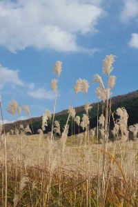 Liulangboshi 鉑斯登行政公寓（深圳大學城塘朗地鐵站店）優惠
