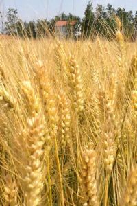 Guangdechengnuo 深圳東門凱悦嘉軒酒店優惠