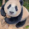 Avatar 1