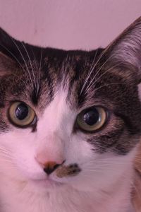 M298637**** 天然温泉 梓の湯 ドーミーイン松本 クーポン