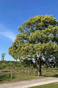 205518**** 大理洱海天域英迪格酒店優惠