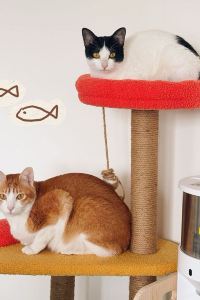 Zhixinjiejieluxiansheng 重慶富力假日飯店優惠