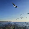 Avatar 3