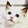 Avatar 3