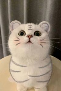 M862341**** 網紅泳池吉隆坡市中心雙子塔豪瑪飯店優惠