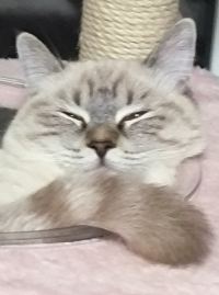 Meiyoumaobing 麗江一夕一夏民宿優惠