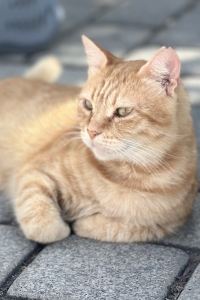 Zuiaibaisebaihehua 聖何塞北/硅谷萬怡酒店優惠