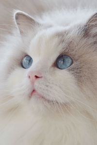 Tu Jinping 切什梅博亞利克海灘温泉酒店優惠