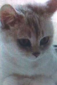 Xiaobidebi 深圳蛇口希爾頓南海酒店優惠