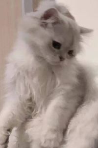 Sukiaiwu 廈門泛太平洋大飯店優惠