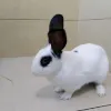 Avatar 2