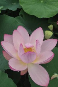 Weihaixuexiang 派柏·雲飯店（上海浦東國際機場川六公路店）優惠