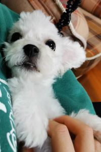 Yue。 上海御錦軒凱賓斯基全套房酒店優惠